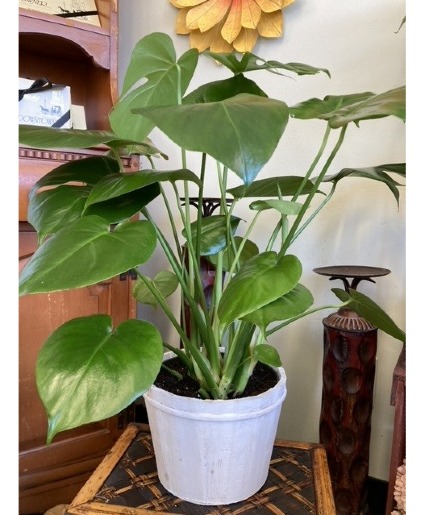 Simply Monstera Plant
