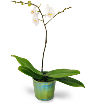 Simply Stunning Orchid Plant in Port Dover, ON | Upsy Daisy Floral Studio Simply Stunning Orchid Plant in Port Dover, ON | Upsy Daisy Floral Studio