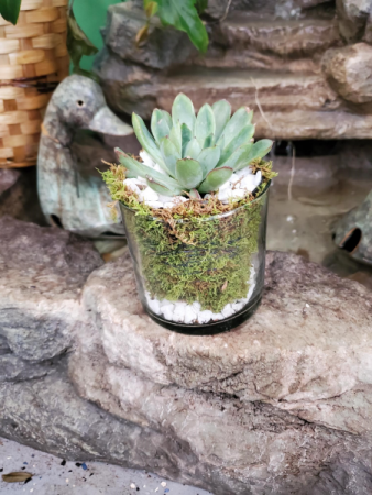 Simply Succulent Plant in Killeen, TX | MARVEL'S FLOWERS