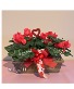 Simply Sweet Cyclamen Plant 