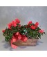 Simply Sweet Cyclamen Plant 