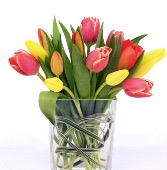 Simply Tulips multi coloured  Vase Standard is a dozen stems mixed 