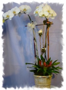 SIMPLY WHITE ORCHID PLANT