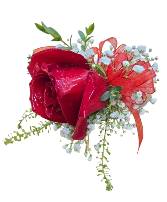Single Reg. Rose With Extra Baby's Breath Choice of Ribbon Color