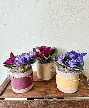 Single African Violet 