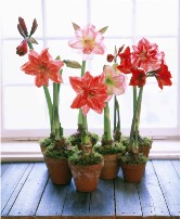 Single Amaryllis Plant  Call For Color Availability