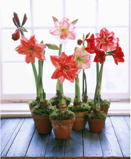 Single Amaryllis Plant  Call For Color Availability