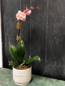 Single Bloom Orchid 