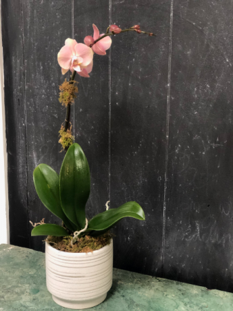 Single Bloom Orchid