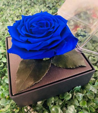 Single Blue Preserved Rose Box 
