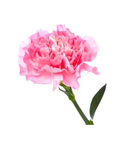 Single Carnation