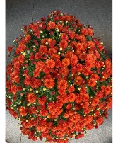 Single Color Fall Mum Outdoor Blooming Plant