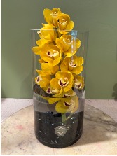 Single Cymbidium Orchid Vase Arrangement