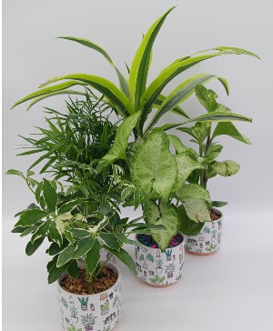 Single Desk Plant Live plant 