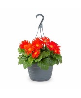 Single Flower-Type Hanging Basket Live Plant