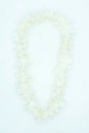 SINGLE LEI - WHITE Fresh Orchids