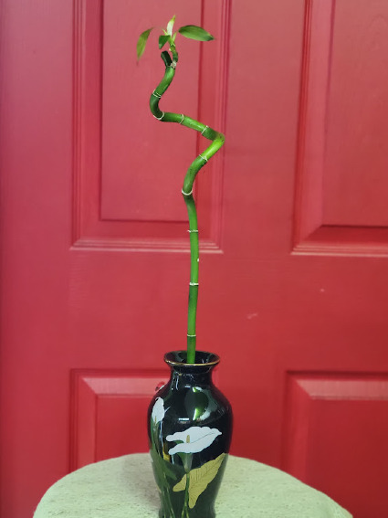Single Lucky Bamboo in vase Green Plant