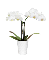 Single Mini Orchid  