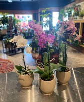 Single Mini Phalaenopsis Orchid Non Toxic Blooming Plant 