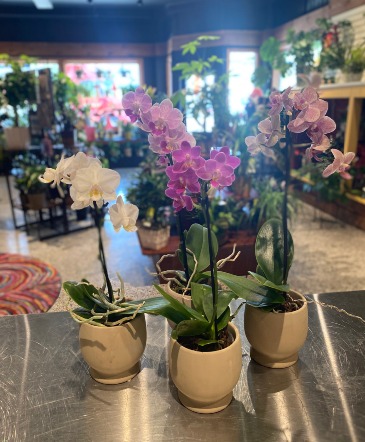 Single Mini Phalaenopsis Orchid Non Toxic Blooming Plant  in South Milwaukee, WI | PARKWAY FLORAL INC.