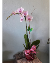 Single Orchid 