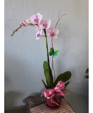 Single Orchid 