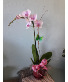 Single Orchid 