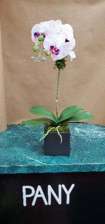 Single Orchid Arrangement