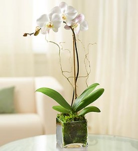 Single Orchid in Glass Cube Live Orchid Arrangement