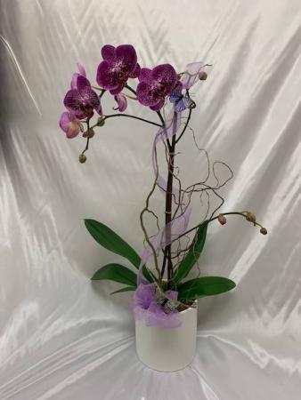Single Orchid Orchid Arrangement