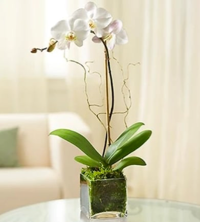 Single orchid plant  