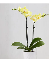 Single Orchid Plant 