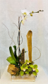 Single Orchid  Plant with Cymbidium orchids