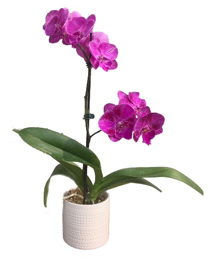 Single Orchid Planter