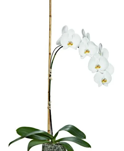 Single Orchid Potted Plant