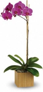 Single Orchid in Storrs, CT | THE FLOWER POT Single Orchid in Storrs, CT | THE FLOWER POT