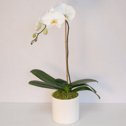 single orchids plants for any occasion