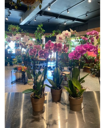 Single Phalaenopsis Orchid Non Toxic Blooming Plant  in South Milwaukee, WI | PARKWAY FLORAL INC.