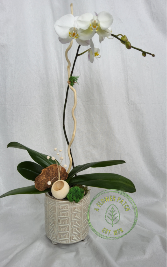 Single Phalaenopsis Orchid Plant 