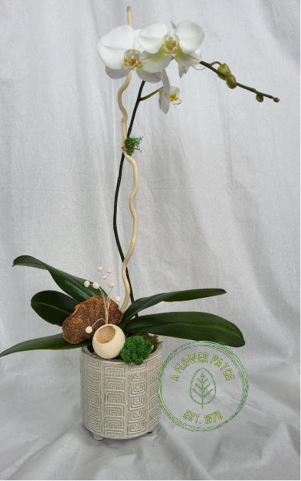 Single Phalaenopsis Orchid Plant 