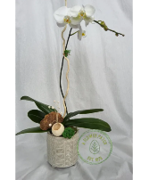 Single Phalaenopsis Orchid Plant 