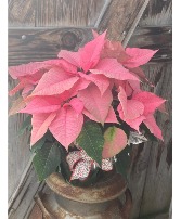 Single pink poinsettia living plaant