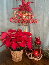 Single Poinsettia in Basket Christmas