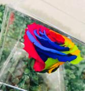 Single Rainbow Preserved Rose Box 