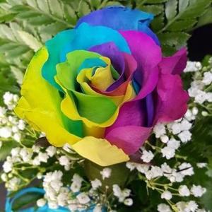 Single Rainbow Rose 