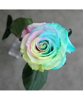 Single Rainbow Rose Single Rainbow Rose with greenery