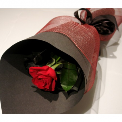 Single red rose 