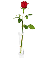 Single Red Rose 