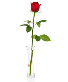 Single Red Rose 