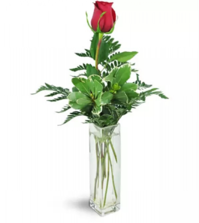Single Red Rose in a Bud Vase 